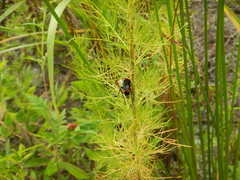 Psorthaspis sanguinea