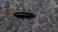 Carabus blaptoides blaptoides