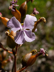 Stylidium affine