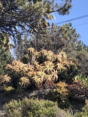 Aloe arborescens