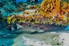 Ginglymostoma cirratum