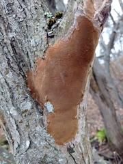 Fomitiporia punctata