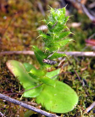 Cullumia reticulata