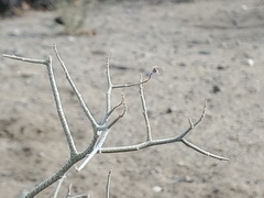 Psorothamnus polydenius