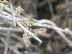 Psorothamnus polydenius