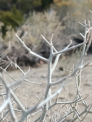 Psorothamnus polydenius