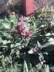 Salvia spathacea
