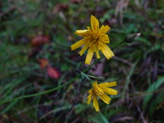 Crepis tectorum