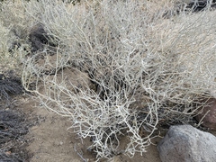 Psorothamnus polydenius