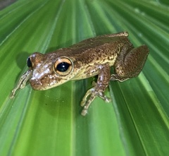 Scinax