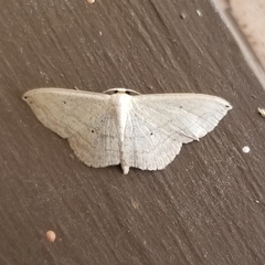 Scopula umbilicata