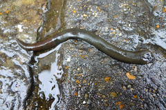 Erpobdellidae