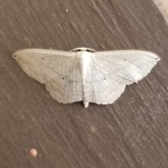 Scopula umbilicata
