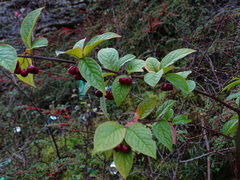 Cotoneaster bullatus