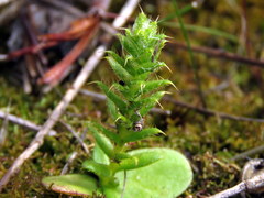 Cullumia reticulata