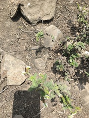 Heliotropium angiospermum