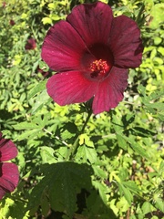 Hibiscus acetosella