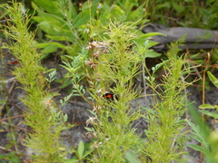 Psorthaspis sanguinea