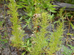 Psorthaspis sanguinea