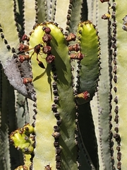 Delta dimidiatipenne