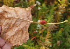 Pemphigus obesinymphae