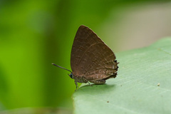 Arhopala ariana