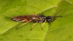 Allantus calceatus