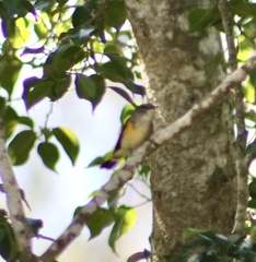 Setophaga ruticilla