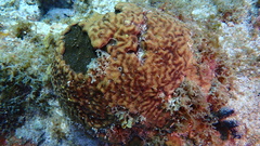 Chondrilla caribensis