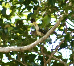Setophaga ruticilla