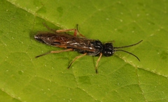 Allantus calceatus