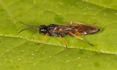 Allantus calceatus