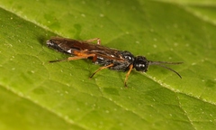 Allantus calceatus