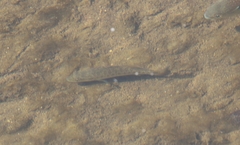 Micropterus punctulatus