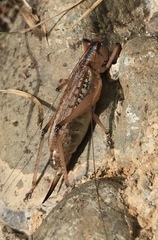 Nastonotus foreli