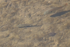 Micropterus punctulatus