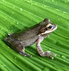 Smilisca phaeota