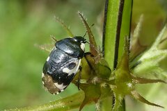 Tritomegas bicolor