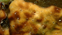 Chondrilla caribensis