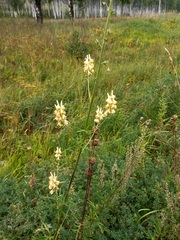 Aconitum barbatum