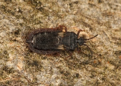 Aneurus avenius