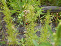 Psorthaspis sanguinea
