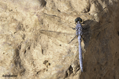 Orthetrum chrysostigma