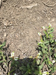 Heliotropium angiospermum