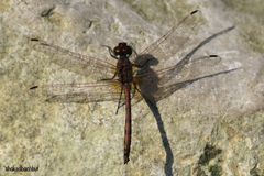 Trithemis arteriosa