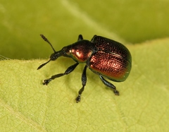 Byctiscus populi