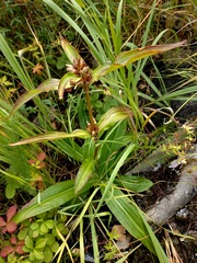 Gentiana macrophylla