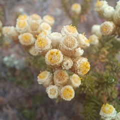 Helichrysum