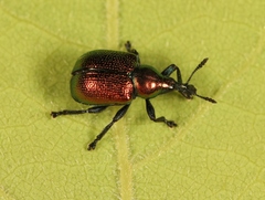 Byctiscus populi