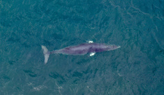 Balaenoptera acutorostrata